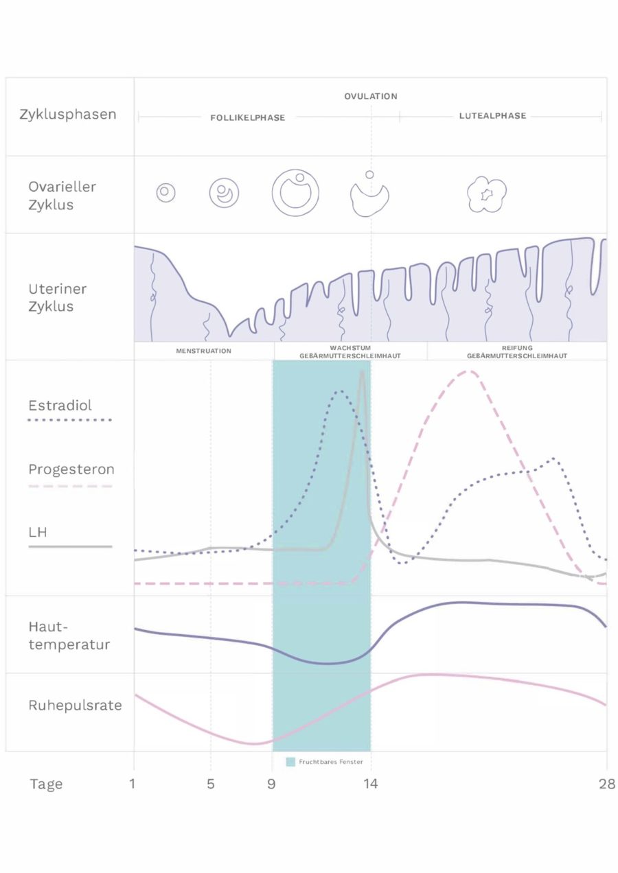 menstrual cycle chart