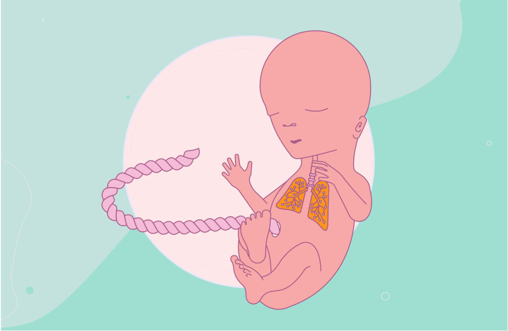 16 weeks pregnant fetus