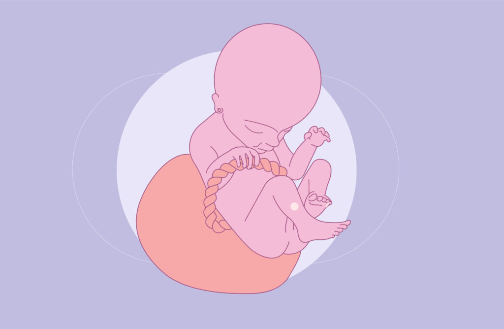 18 weeks pregnant fetus