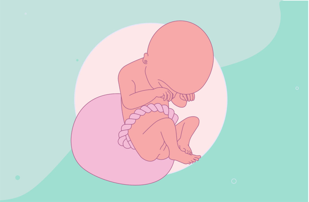 19 weeks pregnant fetus