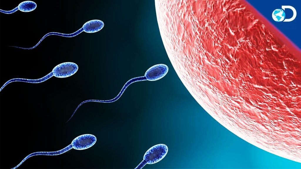 tout sur ses spermatozoïdes